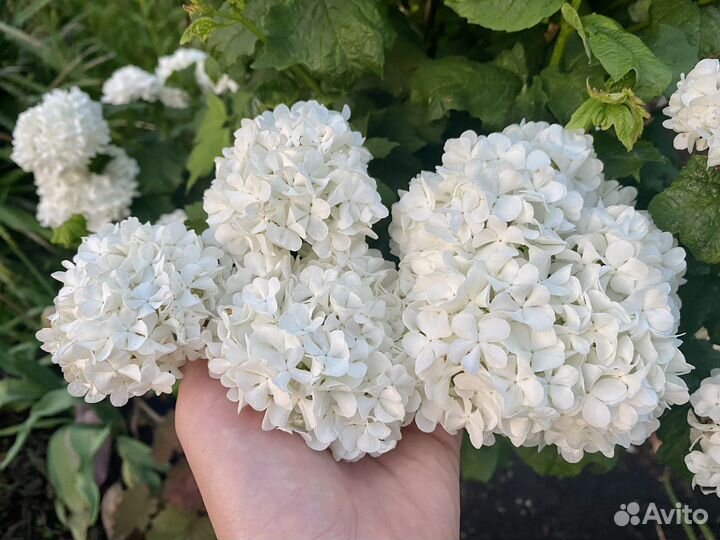 Рябинник кустарник Дерево штамб