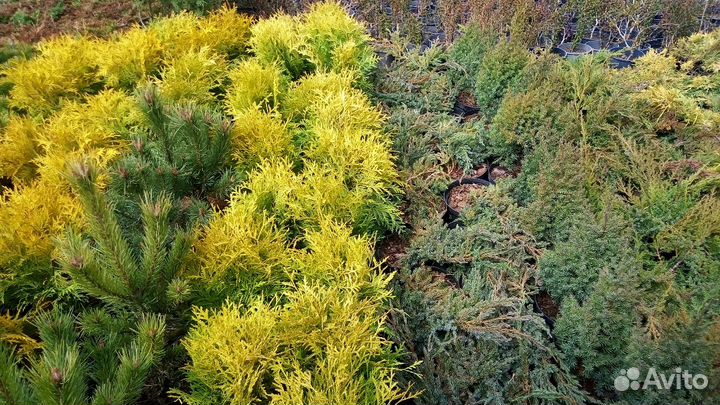 Туя шаровидная