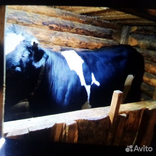 Корова стельная