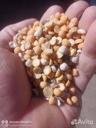 Горох кормовой