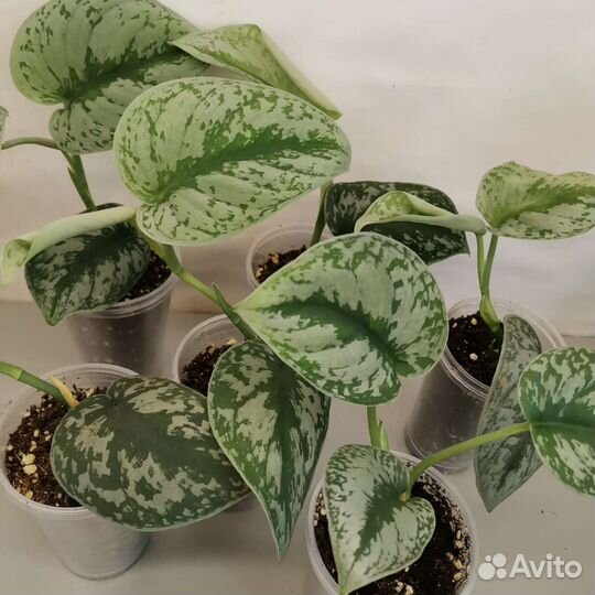 Сциндапсус, Эпипремнум много