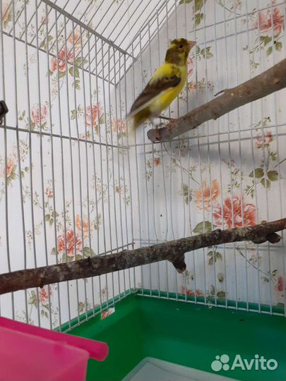 Певчий кенар