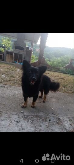 Собака в добрые руки отдам бесплатно
