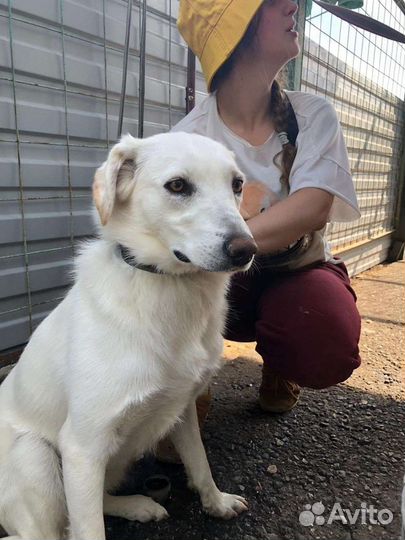 Белоснежная принцесса ждёт тебя в приюте