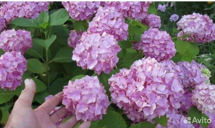 Гортензия бесконечное лето крупнолистовая