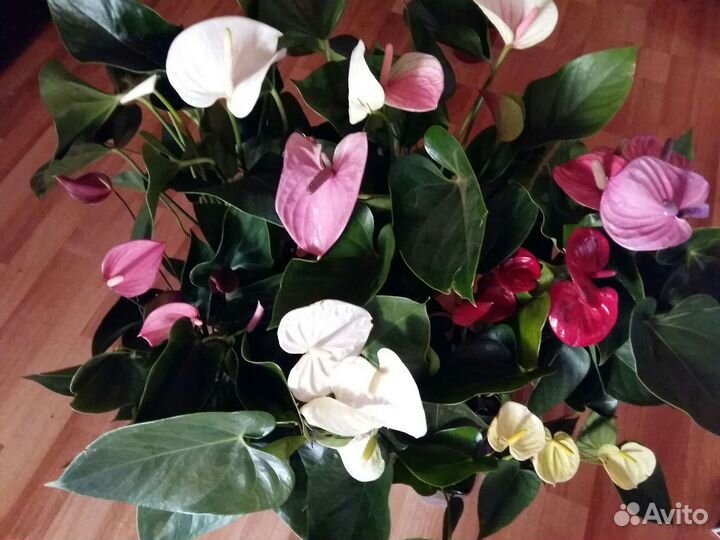 Антуриумы разные