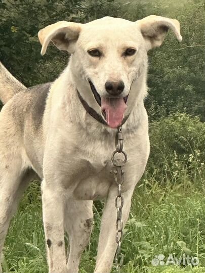 Собака в добрые руки