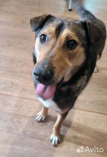 Собака Буся