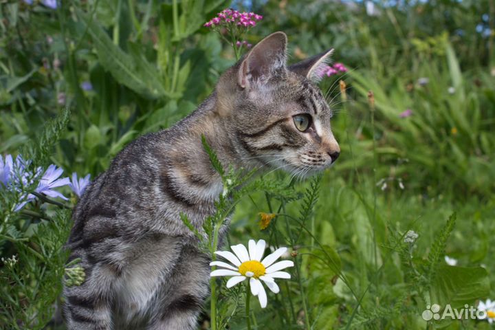 Кошки бесплатно