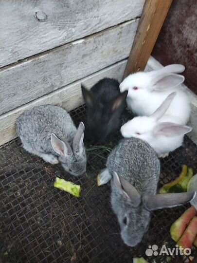 Кролики