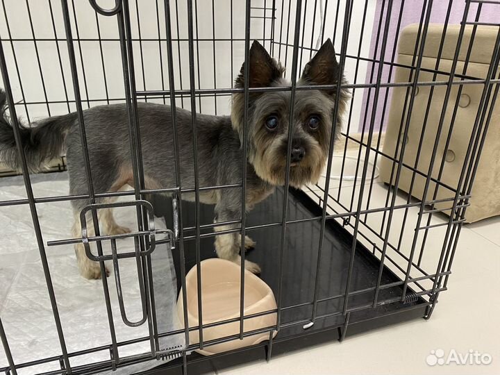 Грумер Нягань