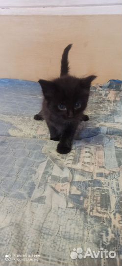 Котята в добрые руки 1 месяц