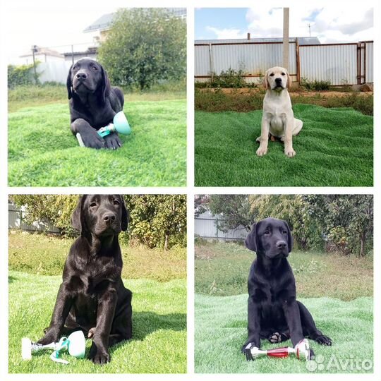 Щенки лабрадора. Все окрасы. Питомник