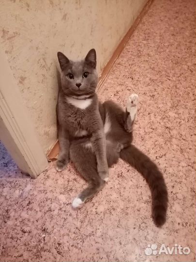 Отдам кота в добрые руки