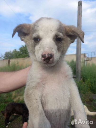 Щенок мальчик