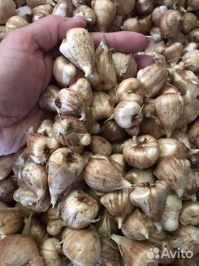 Луковицы фрезии