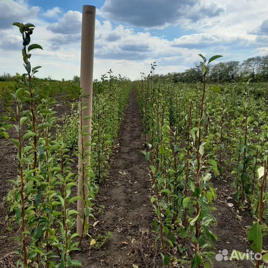 Саженцы слив,абрикос,вишни,персик,орех,миндаль