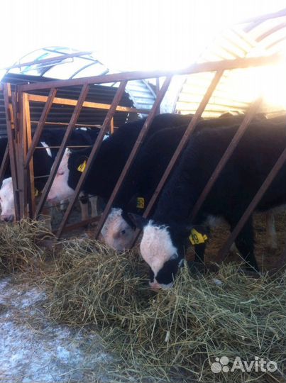 Телята бычки