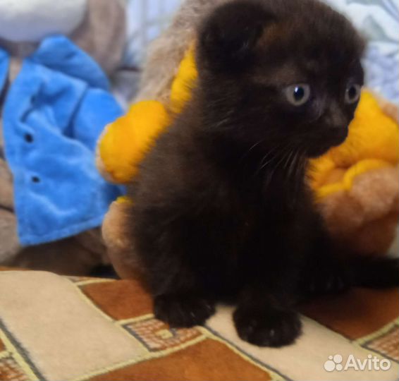 Кошка в дар бесплатно