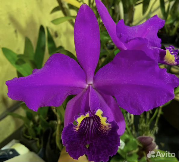 Cattleya lueddemanniana var.rubra