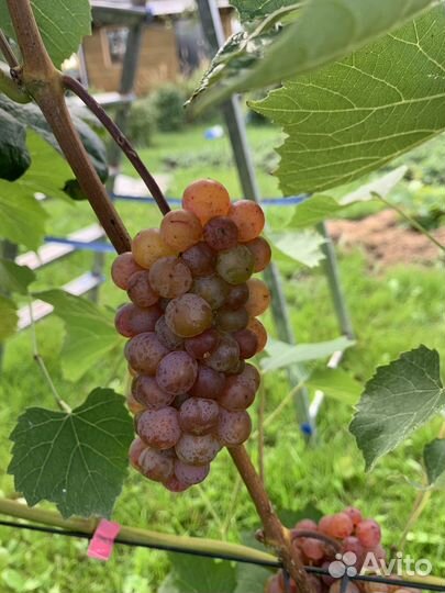 Саженцы и черенки винограда