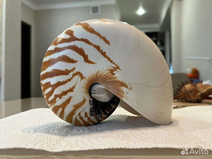 Морская раковина 