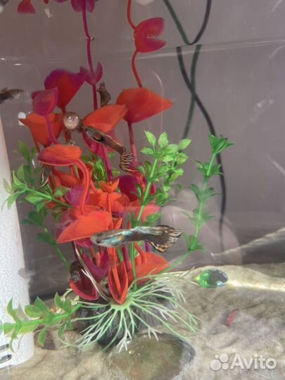 Аквариумные рыбки гуппи