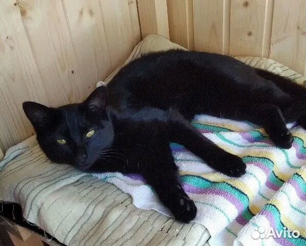 Чисто чёрная ласковая кошечка Ночь привезут к нам