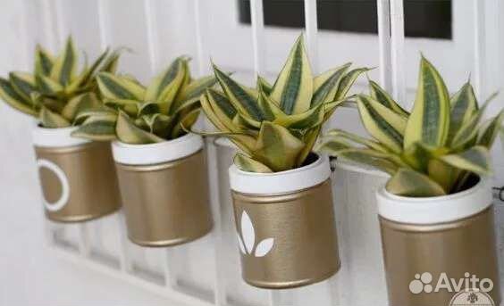 Баночки пищевые сыпучих продуктов