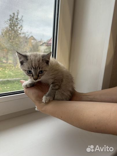 Котенок мальчик в добрые руки