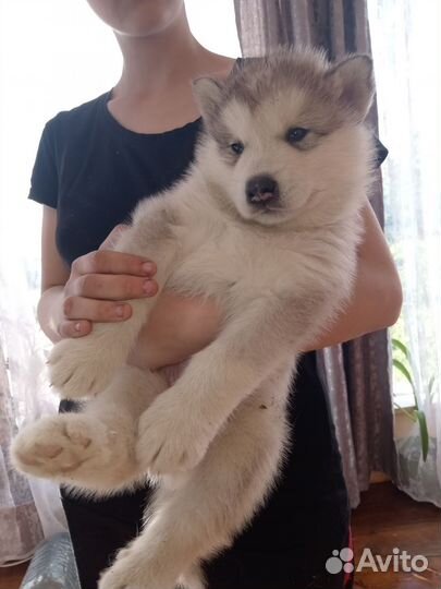 Аляскинский маламут щенки
