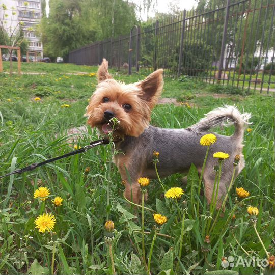 Йоркширский терьер