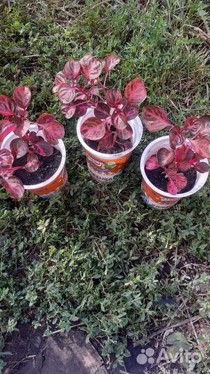 Фукция/Ирезине