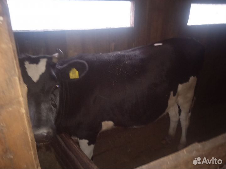 Коровы и телки стельные