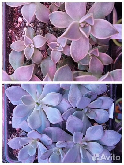 Суккуленты (граптоверии, пахиверии)