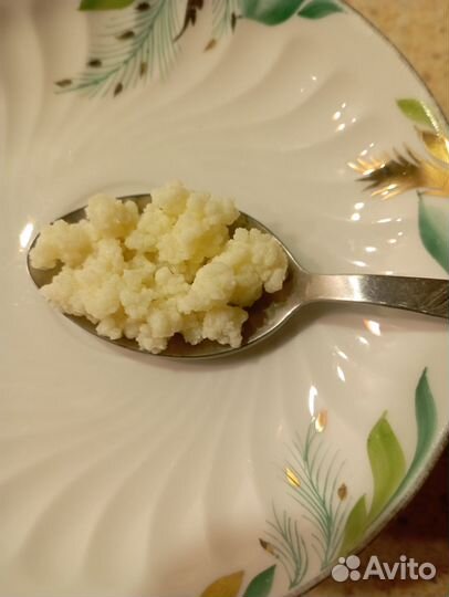 Молочный (кефирный) гриб