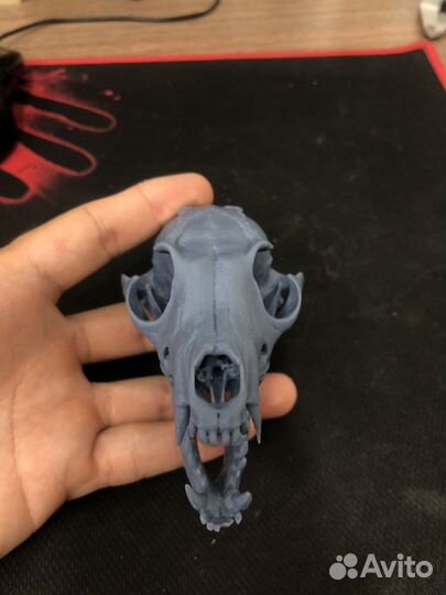 Модель черепа лисы