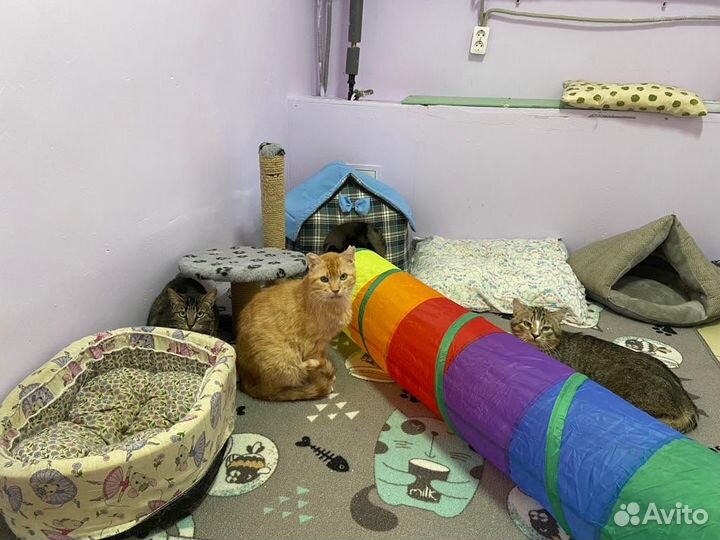 Рыжий кот в добрые руки