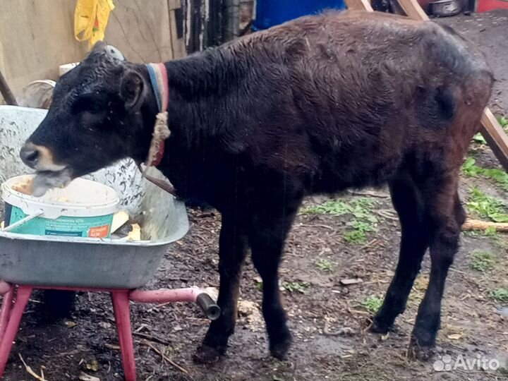 Телята телка