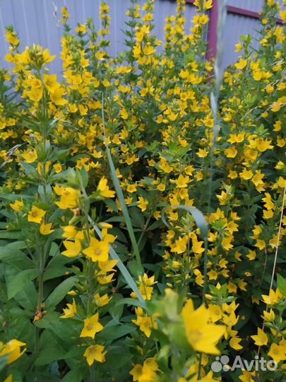 Вербейник. Многолетние для вашего сада