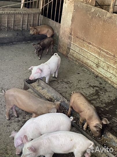 Поросята месяц и десять дней