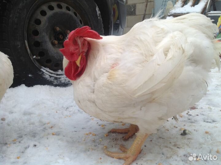 Цыплята мясного кросса (бройлер)
