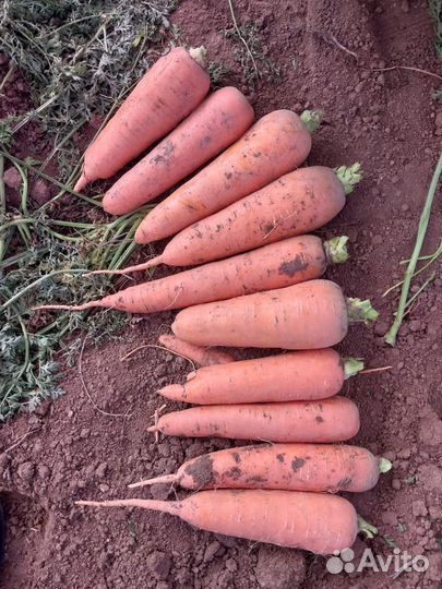 Морковь крупная