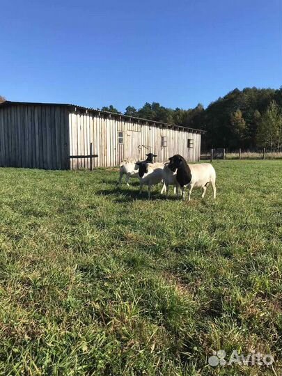 Овцы бараны