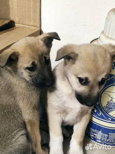 Щенки в добрые руки