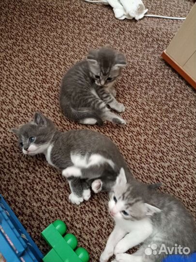 Котята в добрые руки