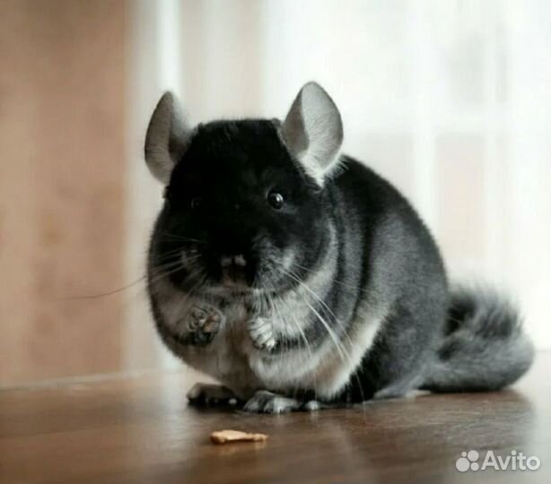 Продам шиншилл