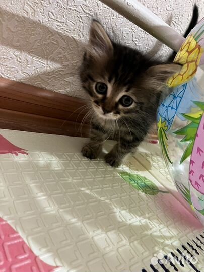 Отдам котенка в добрые руки)