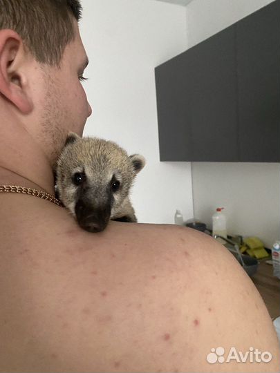 Крошка енот