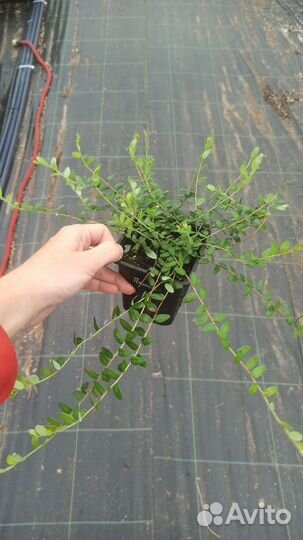 Клюква Стивенс, Пилигрим и отборная форма